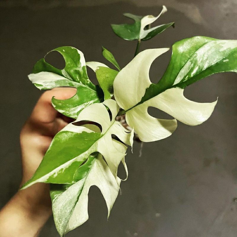 PROMO Promo Bibit Tanaman Hias Raphidopora Tetrasperma Varigata / bonggol Monstera mini