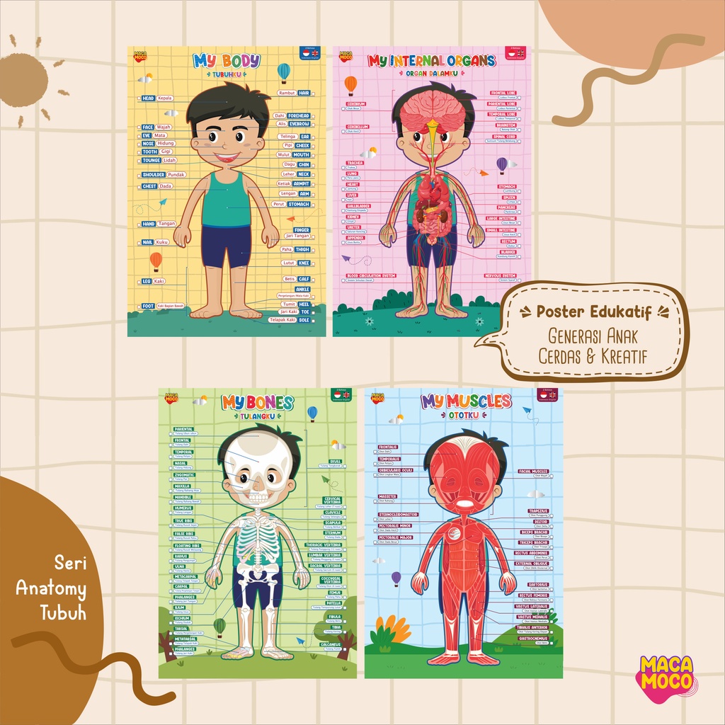 Jual Human Body Educational Learning Posters Seri Poster Anatomy