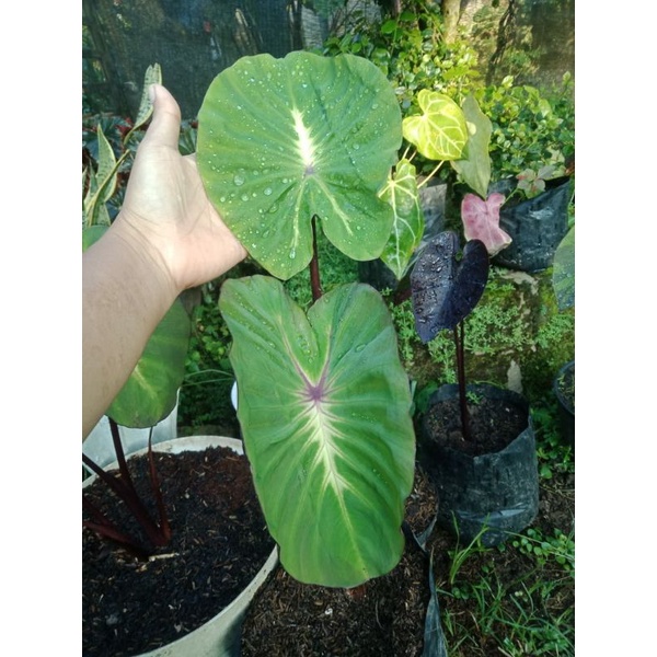 colocasia white lava murah