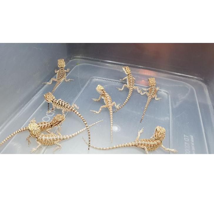 Langsung Beliii.. Bearded Dragon / Naga berjenggot baby size dan random
