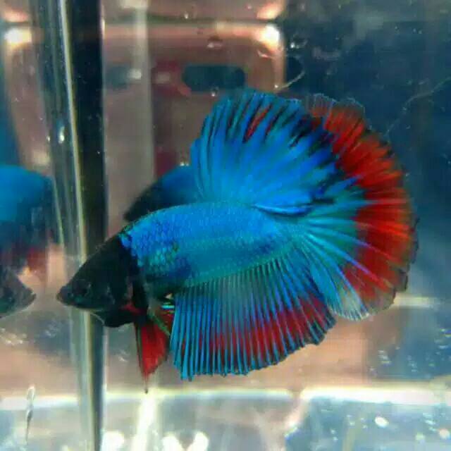 Ikan Cupang Halfmoon (smua warna)