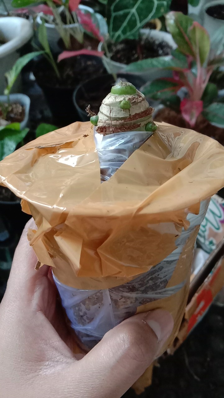 Bonggol Alocasia Watsoniana