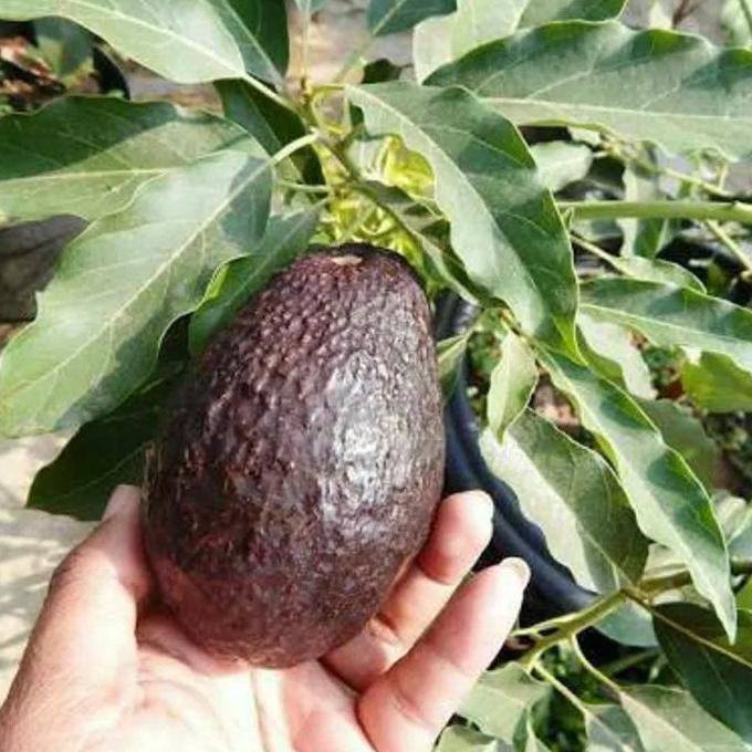 BEST SELLER BIBIT TANAMAN BUAH ALPUKAT HASS ASLI