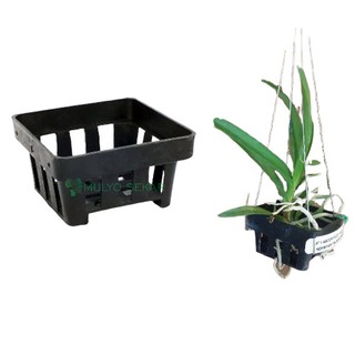 pot tanaman anggrek vanda 10 x 10 Shopee Indonesia pot tanaman anggrek vanda 10 x 10 Shopee Indonesia