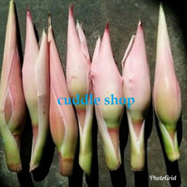 

sayuran segar kecombrang makanan segar 1 kg