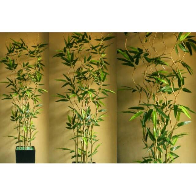 Bambu ulir cendani daun bambu Artificial Shopee Indonesia Bambu ulir cendani daun bambu Artificial Shopee Indonesia