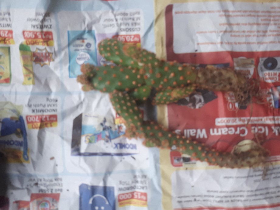 Sukulen Dan Kaktus Mini (opuntia Rufida Var. Monstruosa)