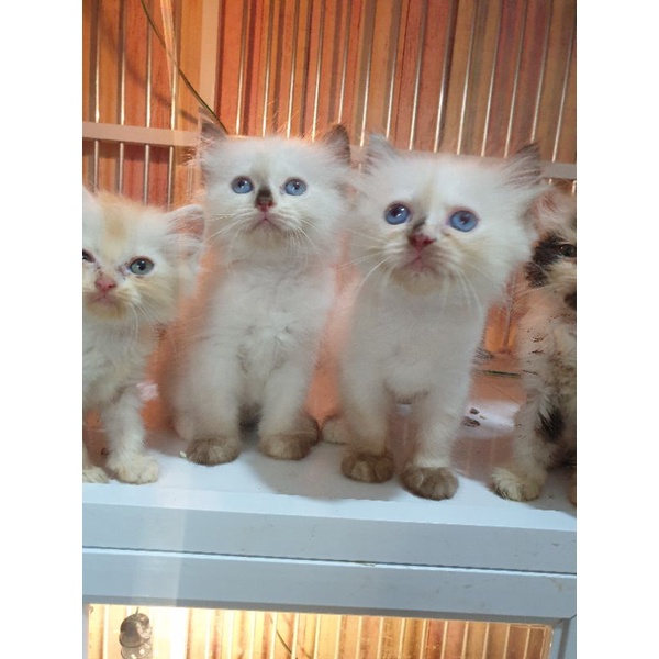 kucing persia himalaya sealpoint SOLD