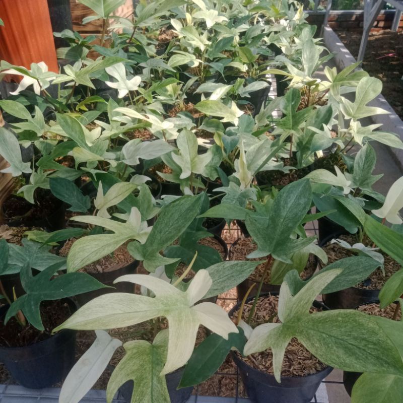 philodendron Florida ghost variegata ukuran medium