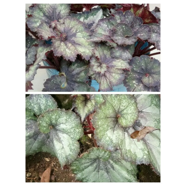 TANAMAN HIAS BUNGA MURAH BEGONIA KEONG MERAH