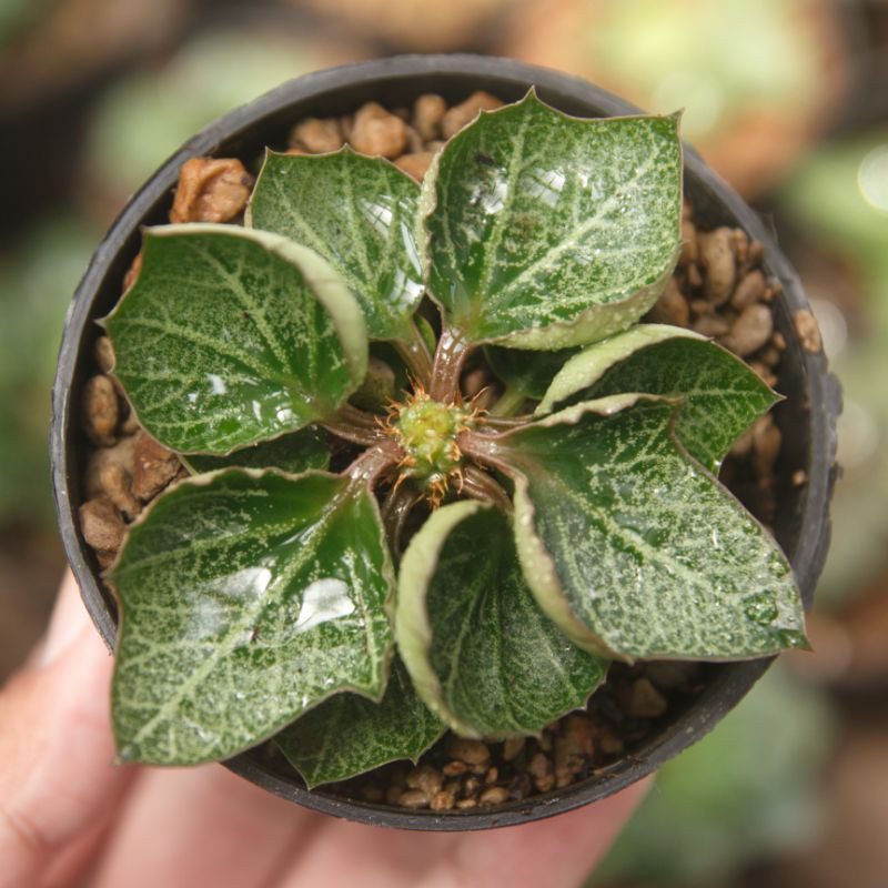 euphorbia francoisii hibrid hybrid maple (A1)