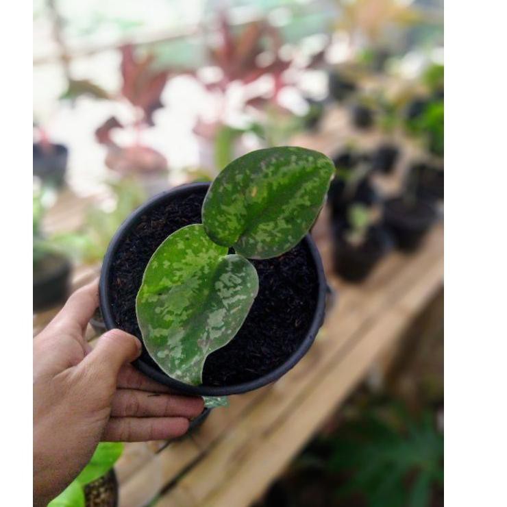 Terlaris Scindapsus / Sirih Silver / Pictus / Silver Splash