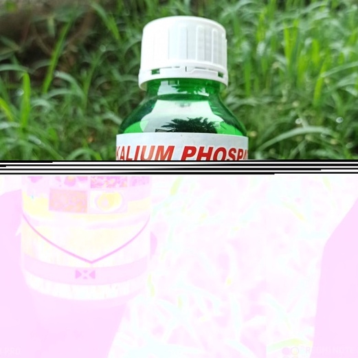 Pupuk Kalium Cair Kalium Phospate Umbi dan Buah 500 ML