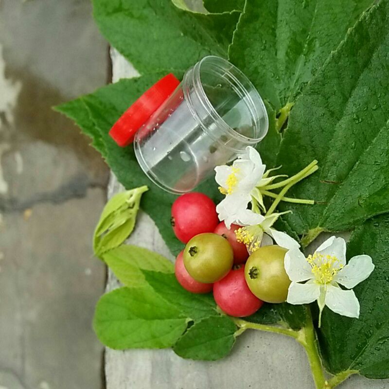 

buah kersen segar rasanya ahh mantap