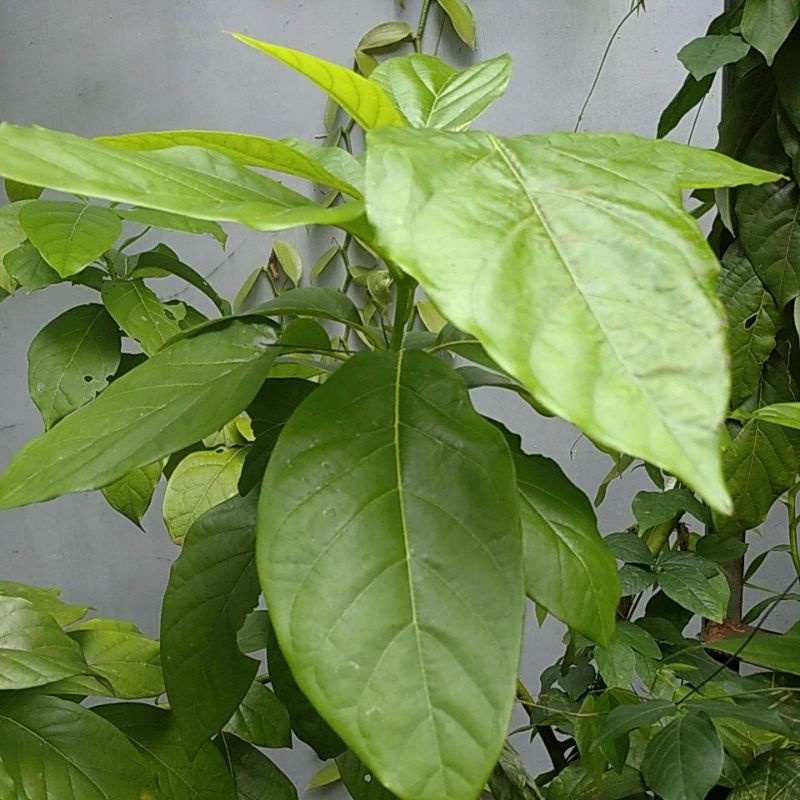 

Daun Alpokat segar minim 20 helai @
