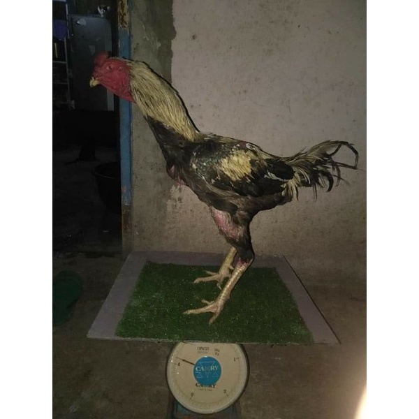 

ayam kampung konsumsi dan bangkok