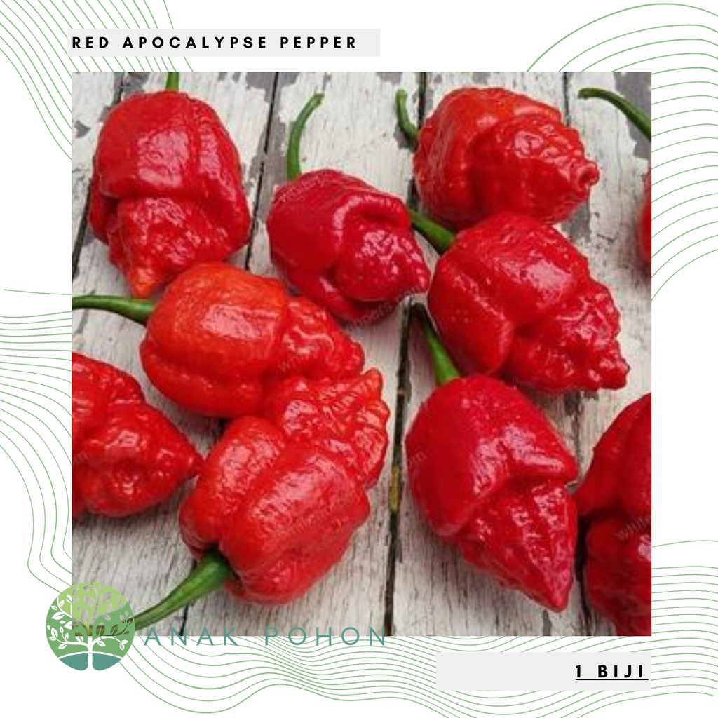 Benih Bibit Biji - Cabai Red Apocalypse Pepper Cabe Super Pedas Seeds