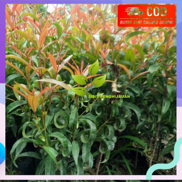 Bibit bunga pucuk merah