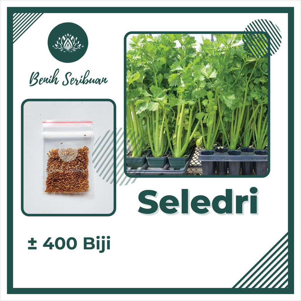 BS-BYL Benih Sayuran Seribuan Bibit Sayuran Unggul Kangkung Bayam Brokoli Kol Kubis Daun Bawang Sayur Sawi Pakcoy Selada Kemangi Seledri dll-SELEDRI