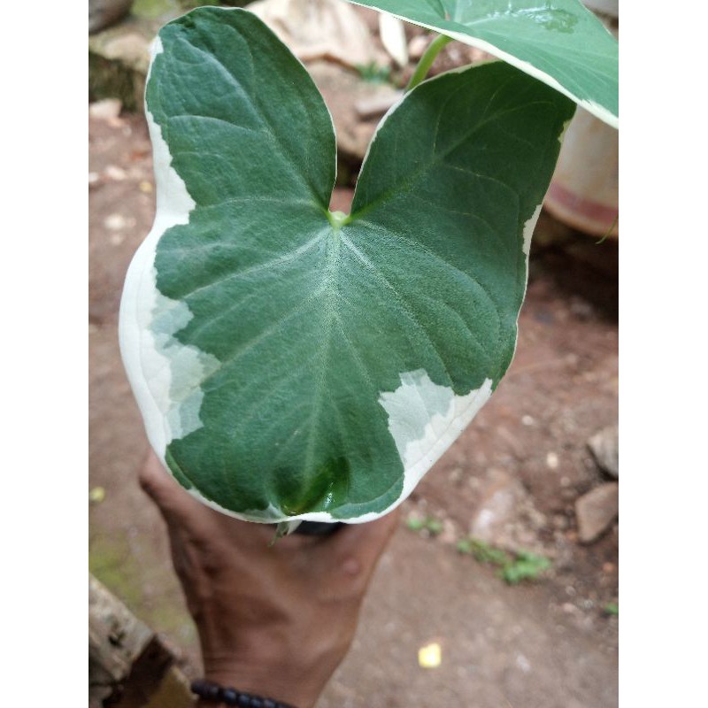 keladi tikus kantong semar/bibit keladi tikus