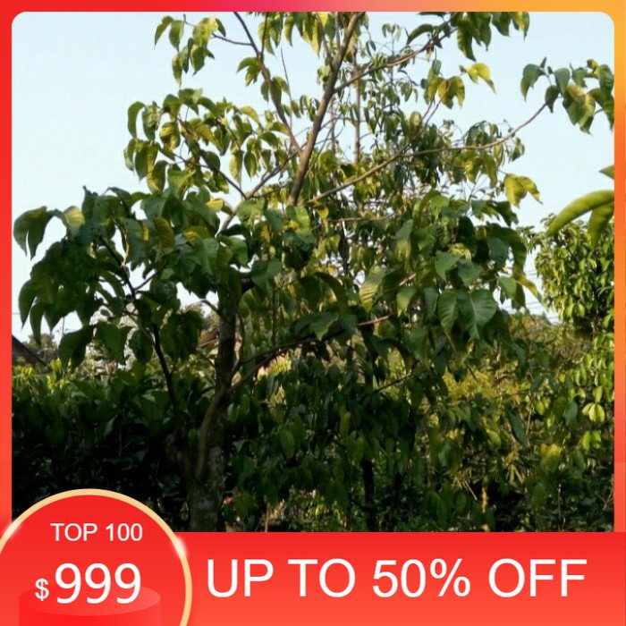 pohon buah, pohon buah kecapi, Tinggi 2,5 meter.