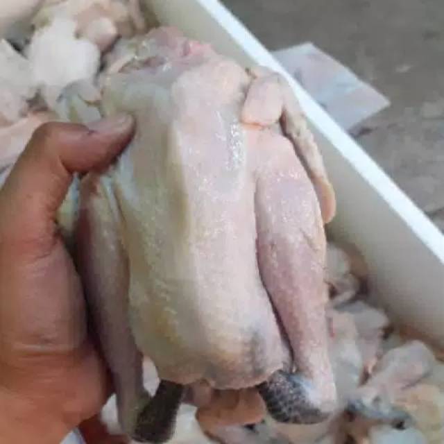 

Ayam kampung/ekor kaki hitam