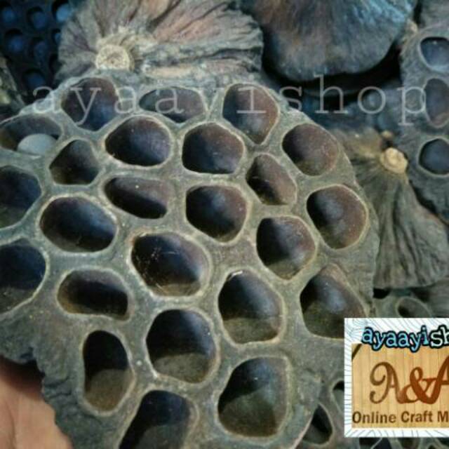 

Bunga teratai kering