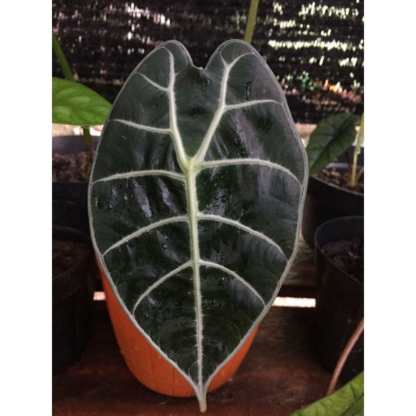 alokasia watsoniana glosy