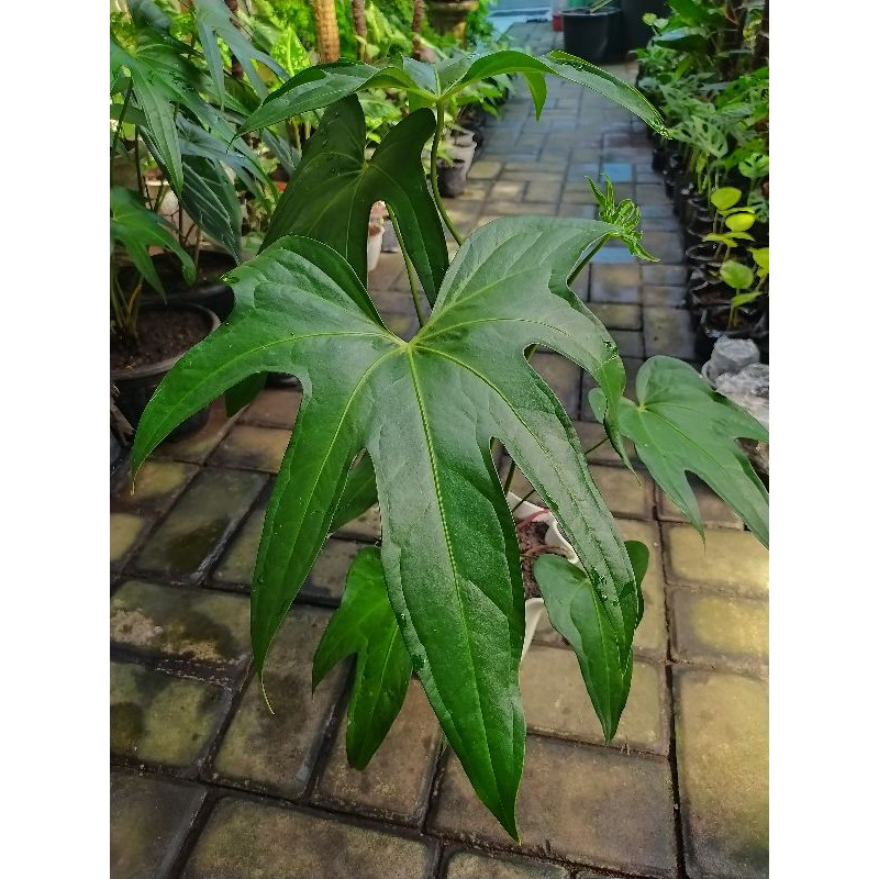 Anthurium Pedatoradiatum