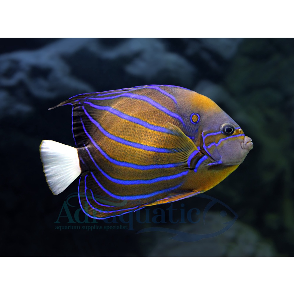 (INSTANT BANDUNG) IKAN HIAS AIR LAUT ANGEL ANNULARIS ANGELFISH BLUERING