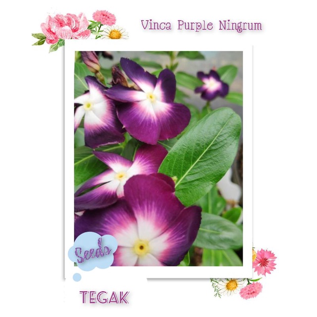 Biji - Benih Seed Bunga Vinca Purple Ningrum Ungu