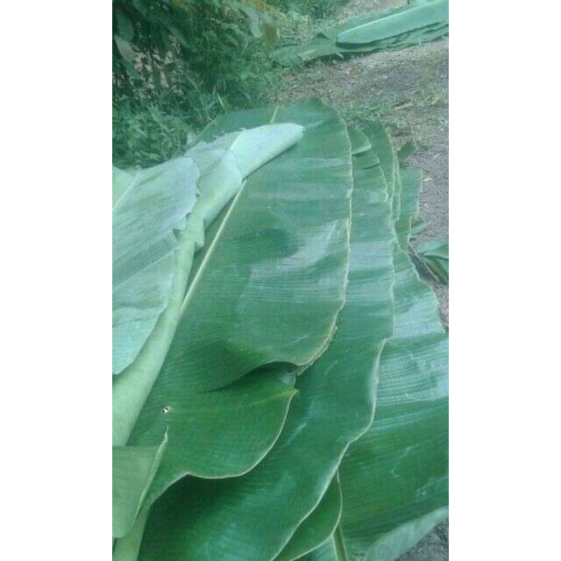 

DAUN PISANG KLUTUK PISANG BATU 4 LEMBAR