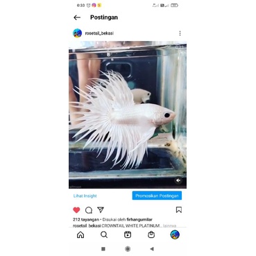 

crowntail white platinum