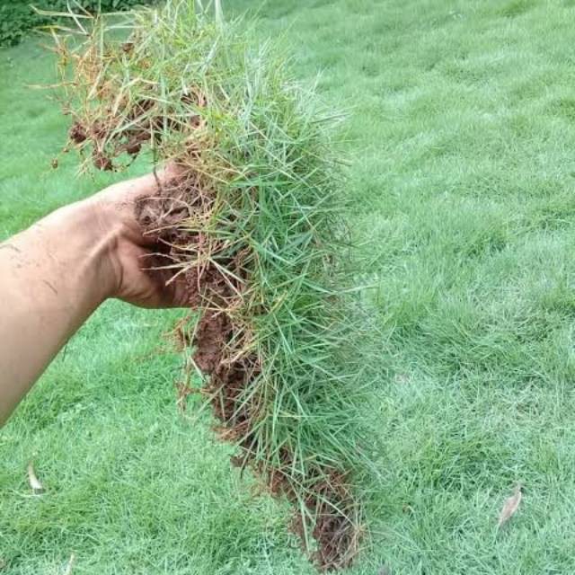 Rumput / rumput jepang /rumput jepang murah