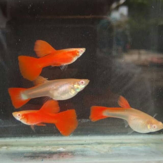 

Ikan albino full red