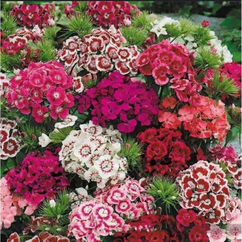 Benih Bibit Bunga Dianthus Sweet William Bunga Anyelir