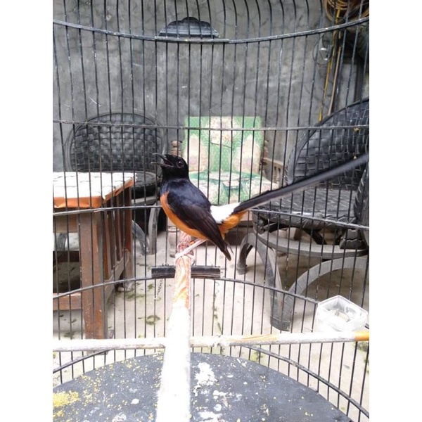 BURUNG MURAI MEDAN,NON GEMBUNG  PILIHAN JOSS MH