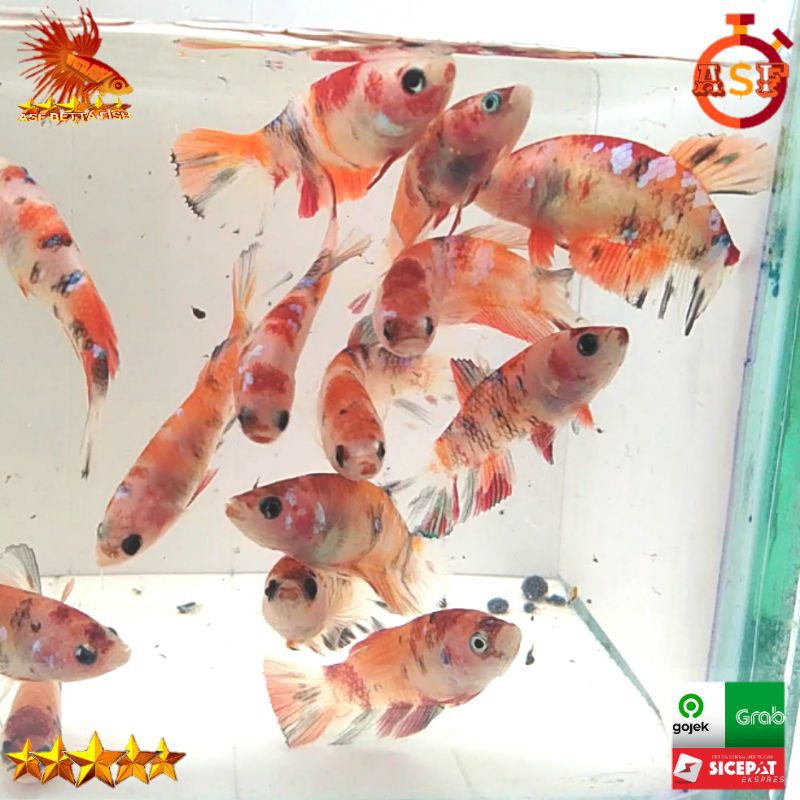 Ikan Cupang Female Nemo Gold Galaxy