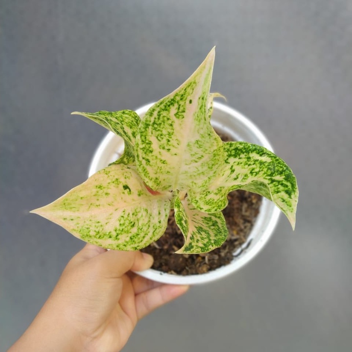 Tanaman Hias Indoor Aglonema Aglaonema Snow Dream/Mutiara Siam