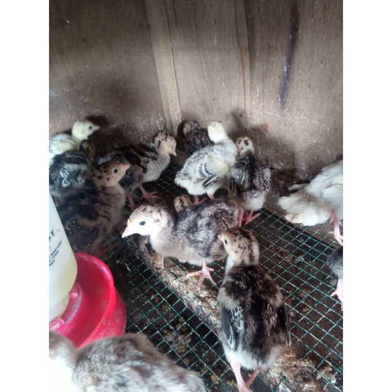 kalkun - ayam kalkun - anak ayam kalkun - bibit kalkun