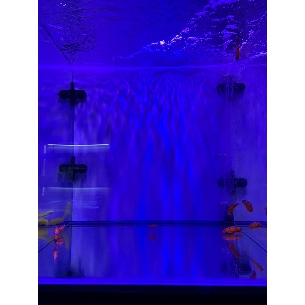 Ikan Hias Air Laut Keling Merah