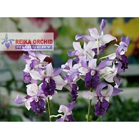 Dendrobium indonesia Raya Blue