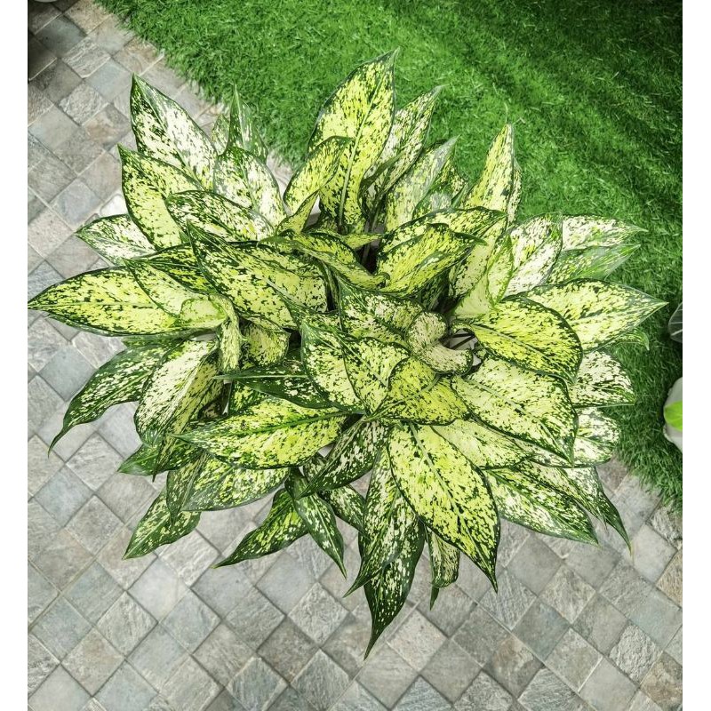 SNOW WHITE/COD/AGLONEMA MURAH/WHITE