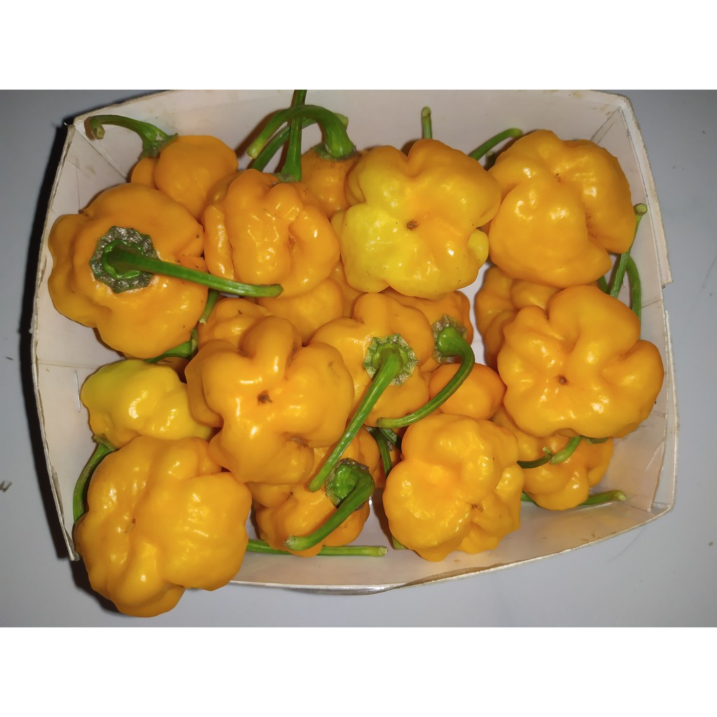 Benih Bibit Biji - Cabai Pixies Yellow Pepper Seeds