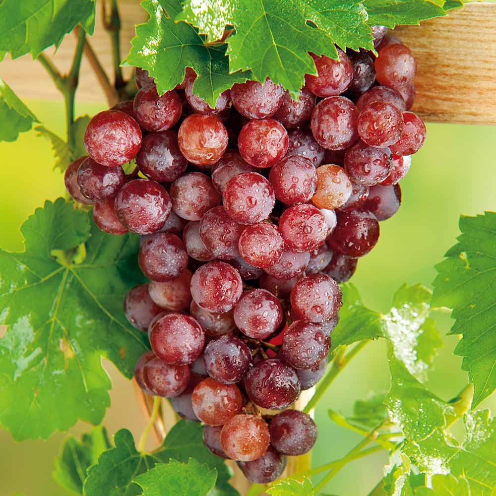 5Benih Anggur Merah Red Grape Bibit Tanaman Buah Anggur Premium Super Import Unggul Berkualitas-2