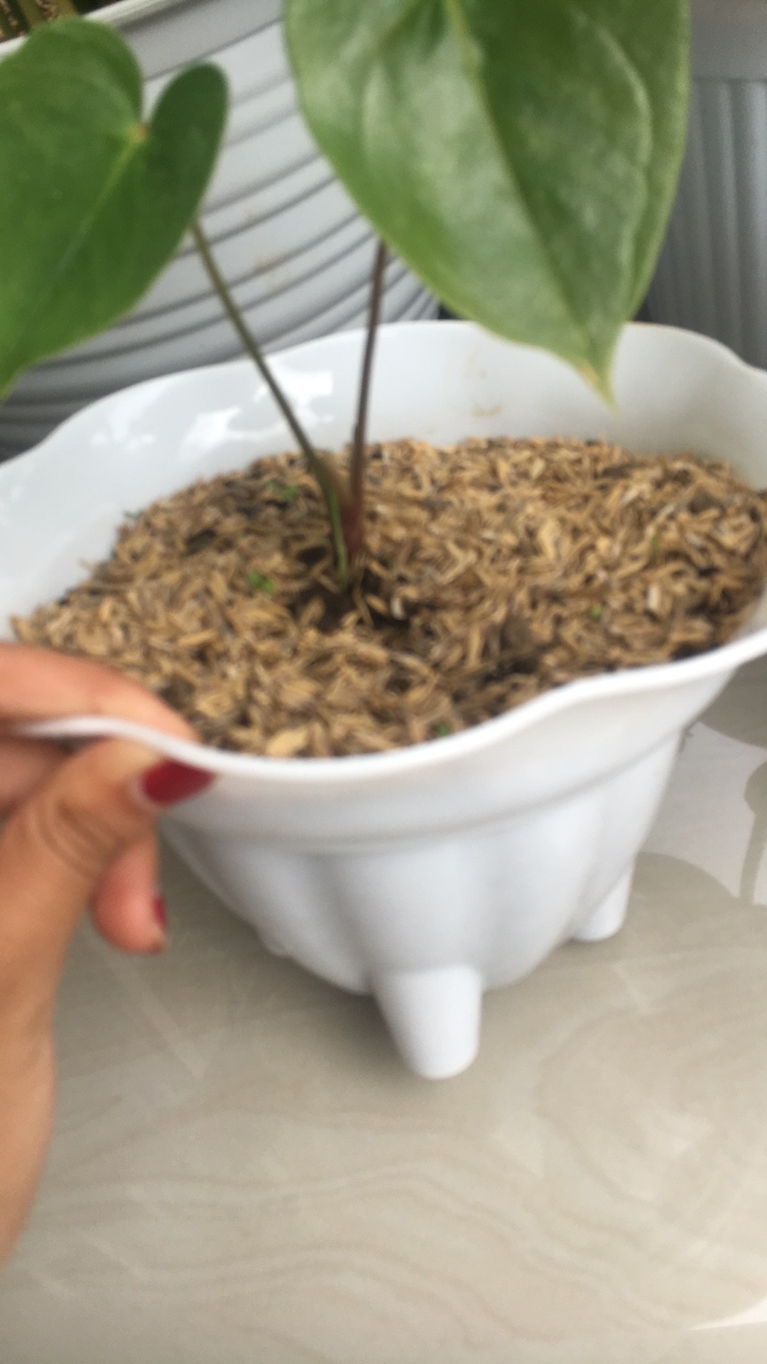 Pot Bunga Kaki Plastik 20 Cm