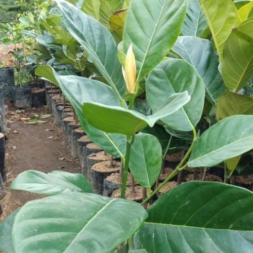 Bibit Nangka Sayur asal Okulasi