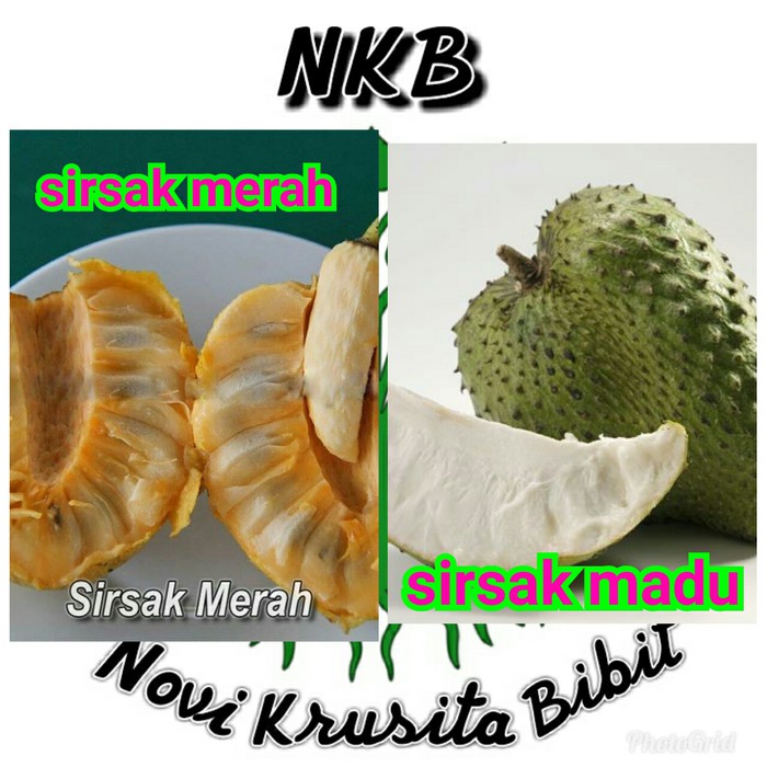 bibit buah sirsak 1 paket sirsak merah dan sirsak madu