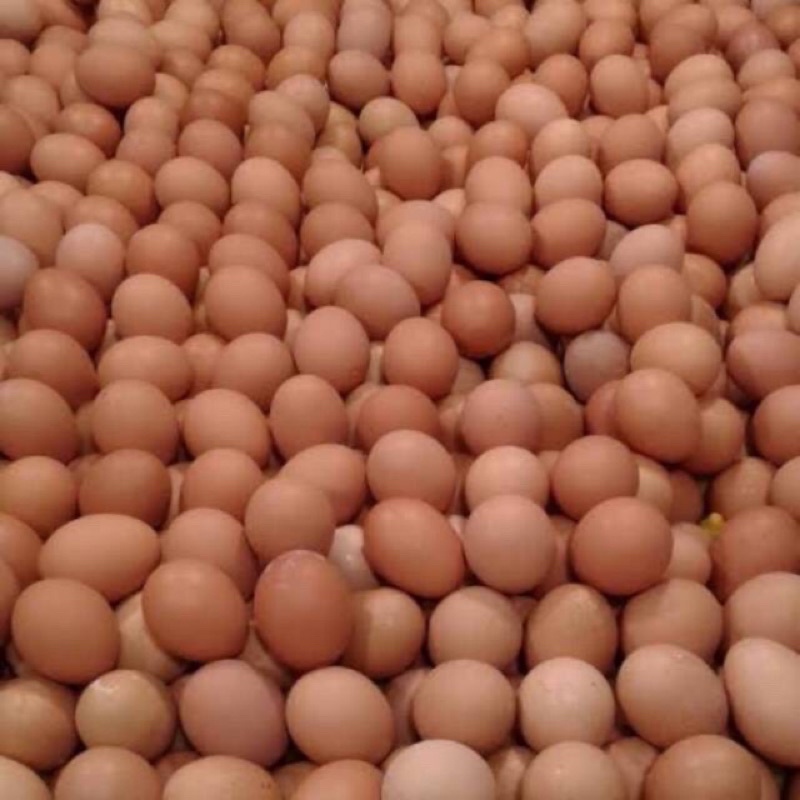 

Telur ayam