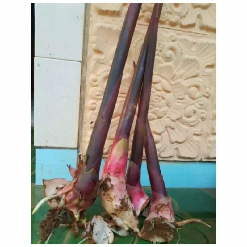 bibit tanaman kecombrang merah bibit pohon kecombrang merah siap tanam